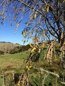 1428262033kowhai